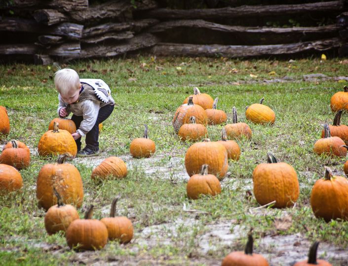 Island Farm Pumpkin Patch Saturdays Event