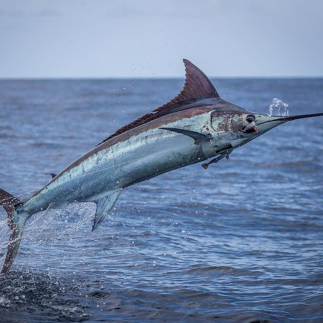 3rd Annual Billfish Tournament Event