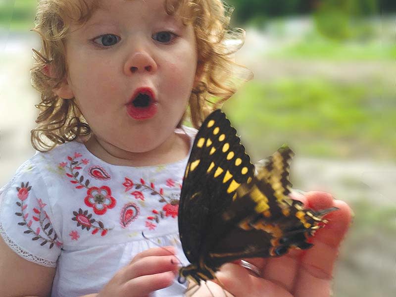 Butterfly Release Event