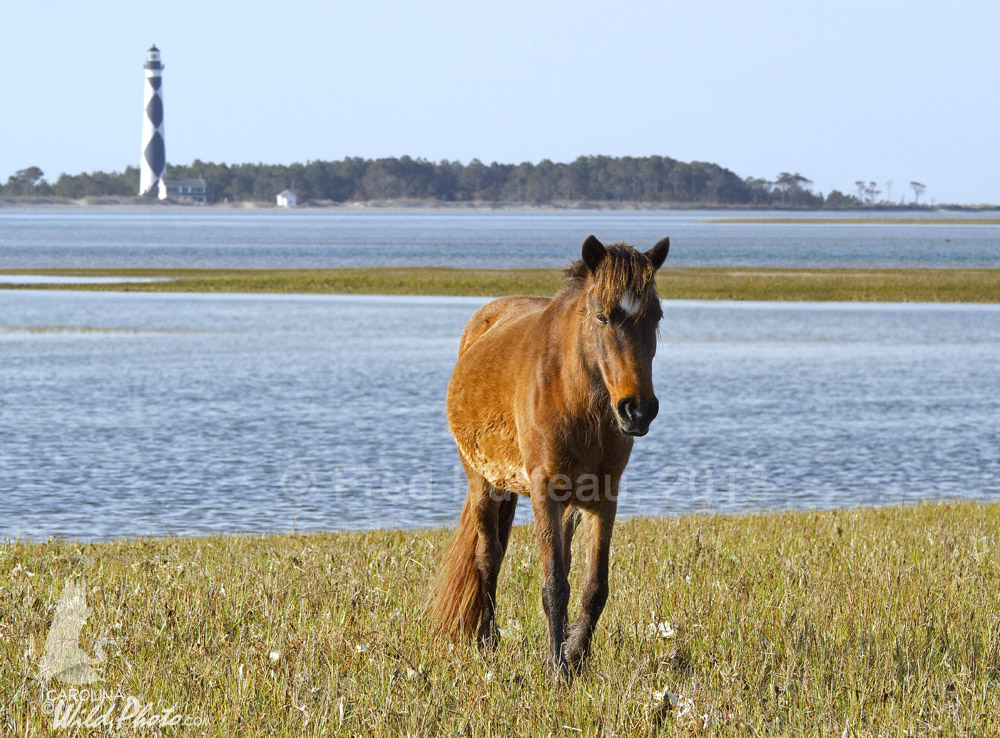 Things To Do Foundation for Shackleford Horses