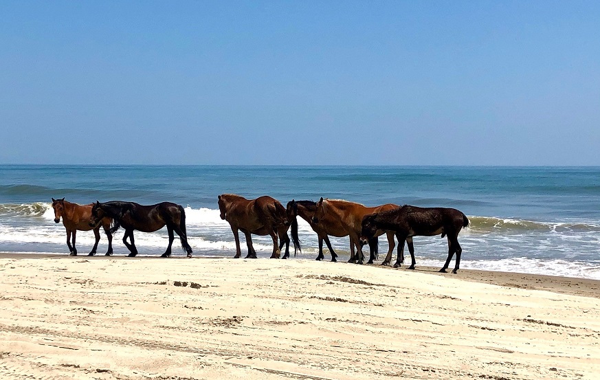 Things To Do Corolla Wild Horse Tours